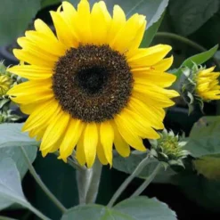 Sonnenblume 'Sunspot' - Große Blüten auf dem Balkon