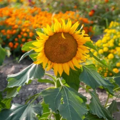 Sonnenblume 'Sunspot' - Große Blüten auf dem Balkon
