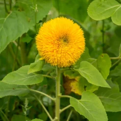 Sonnenblume Teddy Bear - Flauschige Blüten für Balkon
