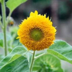 Sonnenblume Teddy Bear - Flauschige Blüten für Balkon
