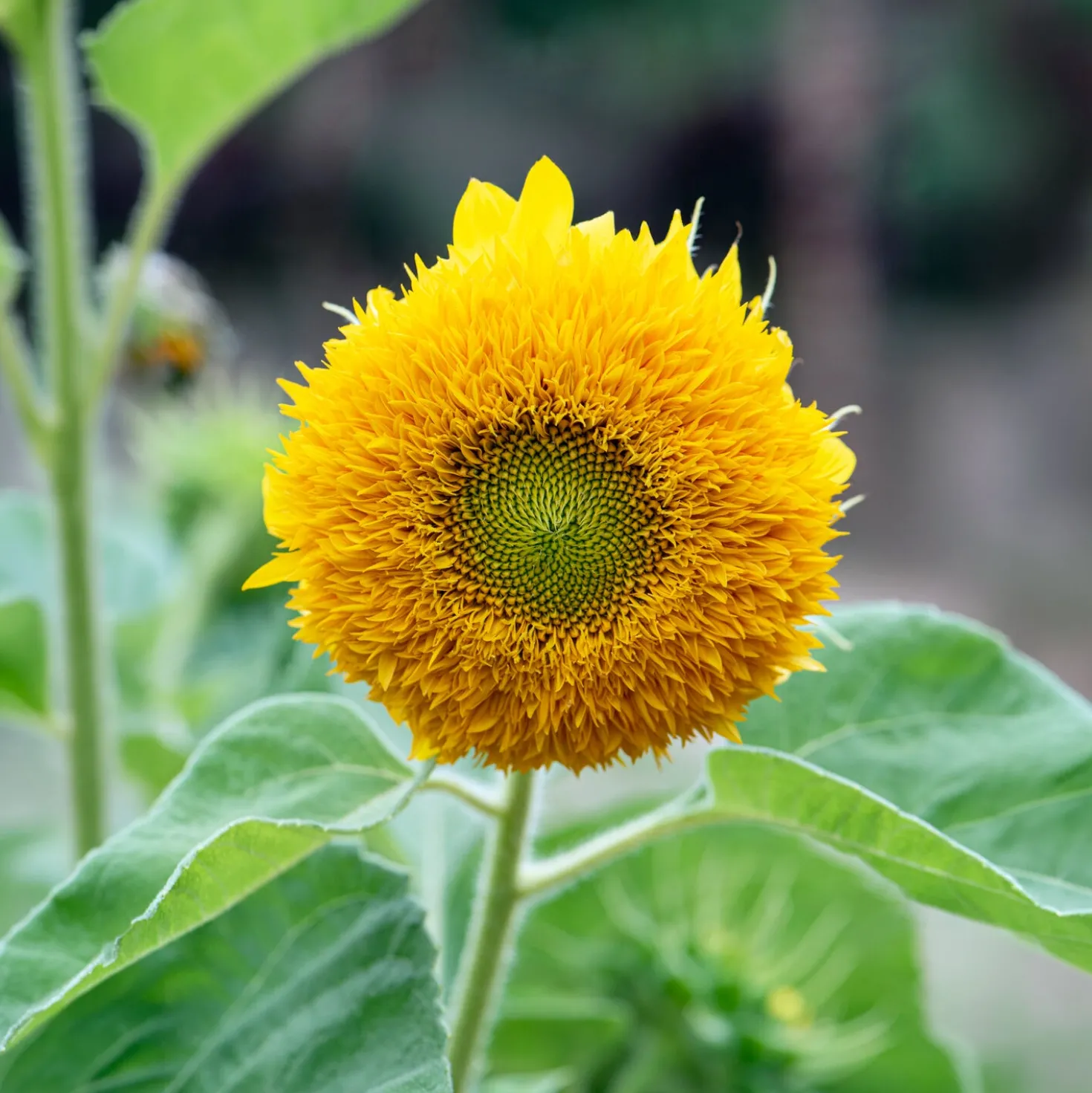 Sonnenblume Teddy Bear - Flauschige Blüten für Balkon