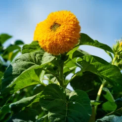 Sonnenblume Teddy Bear - Flauschige Blüten für Balkon
