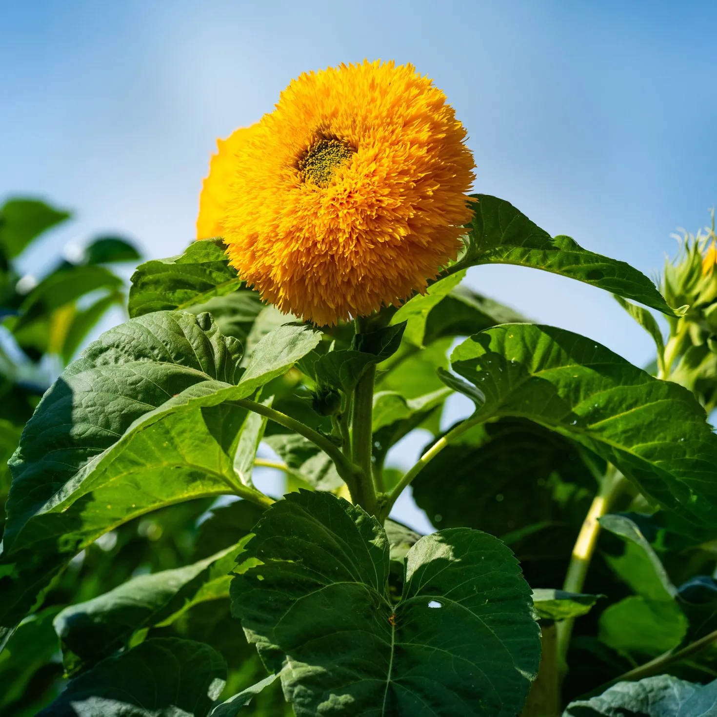 Sonnenblume Teddy Bear - Flauschige Blüten für Balkon