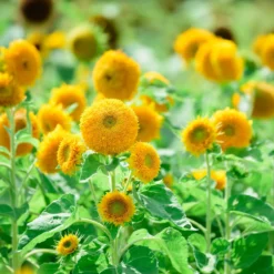 Sonnenblume Teddy Bear - Flauschige Blüten für Balkon