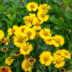 Sonnenbraut Kanaria - Sommerfarbe im Handumdrehen