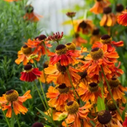 Sonnenbraut ‘Moerheim Beauty’ - Feuriges Beet den ganzen Sommer