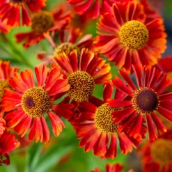 Sonnenbraut ‘Rubinzwerg’ - Feuerrot bis in den Herbst