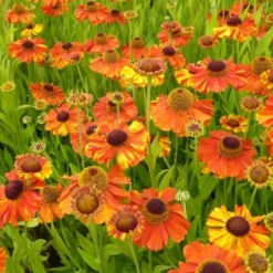 Sonnenbraut Sahins Early Flowerer ® - Farbfeuerwerk den ganzen Sommer