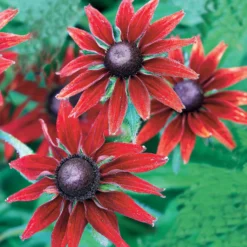Sonnenhut Cherry Brandy (x2) - Kirschrote Blüten sofort