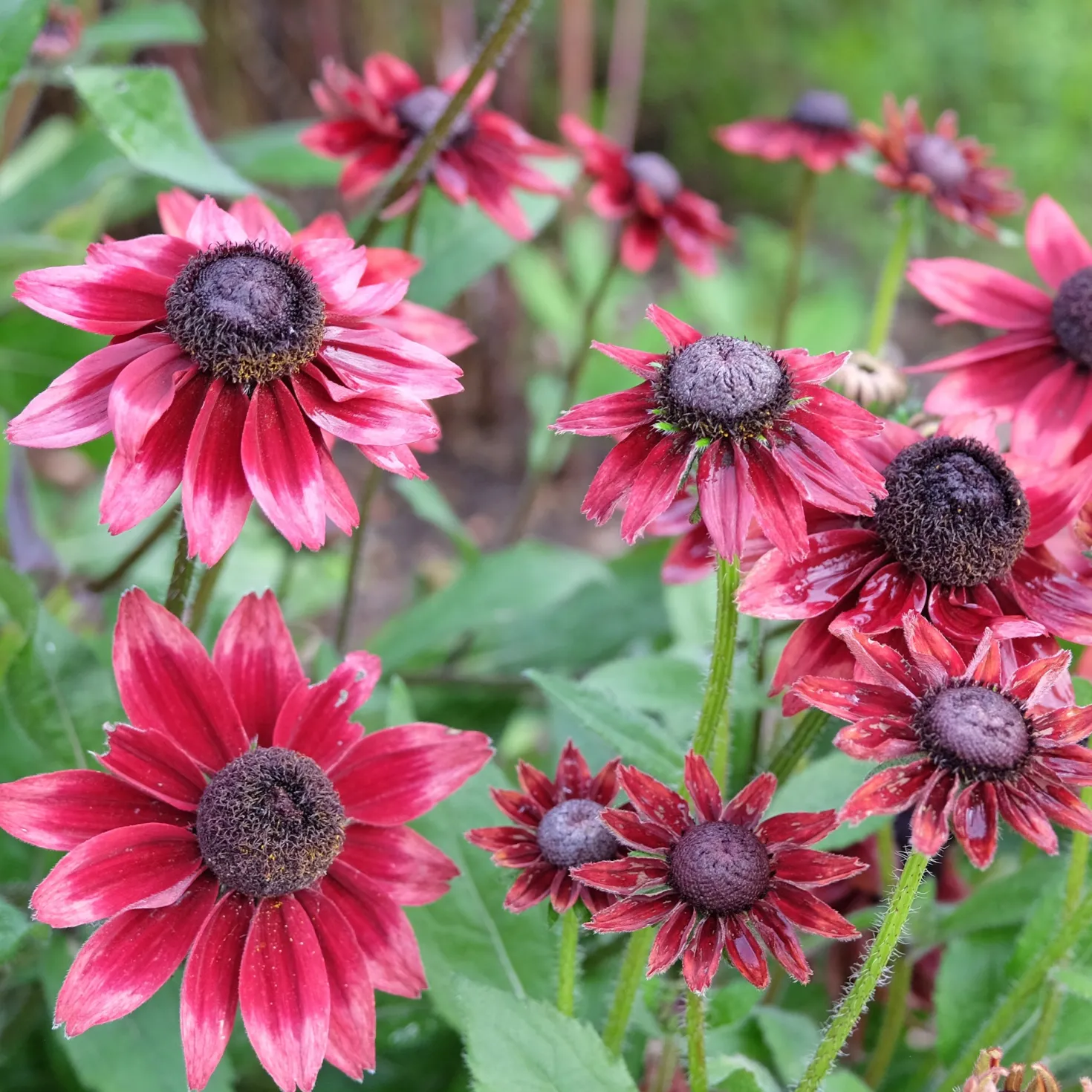 Sonnenhut Cherry Brandy (x2) - Kirschrote Blüten sofort