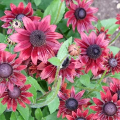 Sonnenhut Cherry Brandy (x2) - Kirschrote Blüten sofort