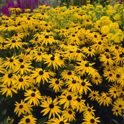 Sonnenhut ‘Deamii’ - Goldene Blüten bis Oktober