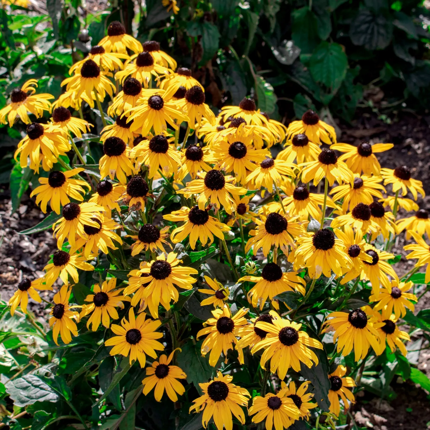 Sonnenhut 'Early Bird Gold' - Goldene Blüten den ganzen Sommer