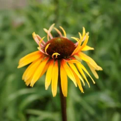 Sonnenhut ‘Funky Yellow’ - Gelb, das lange leuchtet
