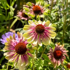 Sonnenhut 'Green Twister - Grün-rote Blüten den ganzen Sommer