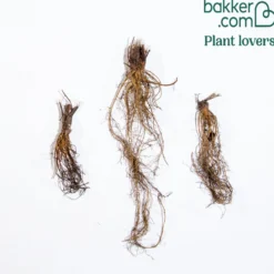 Sonnenhut 'Green Twister - Grün-rote Blüten den ganzen Sommer