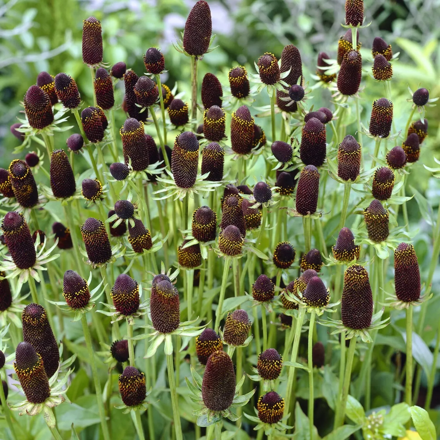 Sonnenhut ‘Green Wizard’ - Blüten wie aus einer anderen Welt