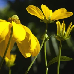 Sonnenhut ‘Herbstsonne’ - Goldene Blüten bis Oktober