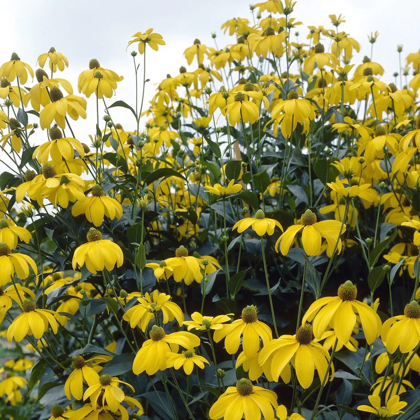 Sonnenhut ‘Herbstsonne’ - Goldene Blüten bis Oktober