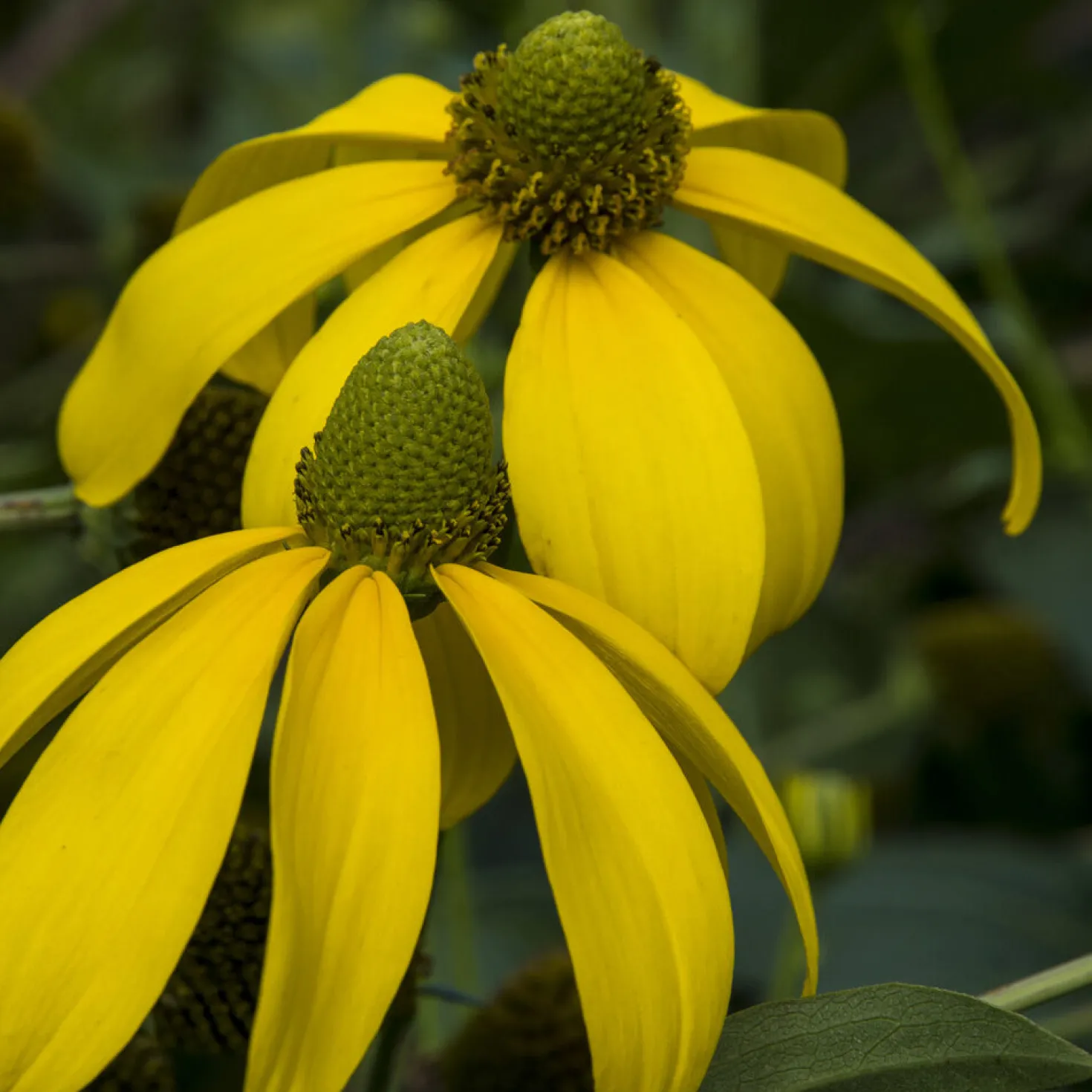 Sonnenhut ‘Herbstsonne’ - Goldene Blüten bis Oktober