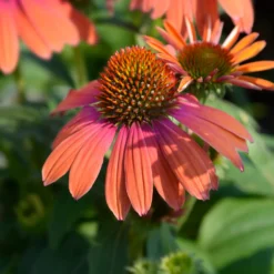 Sonnenhut ‘Julia’ - Orange Blüten den ganzen Sommer