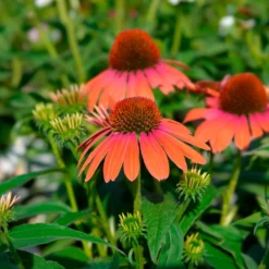 Sonnenhut ‘Julia’ - Orange Blüten den ganzen Sommer