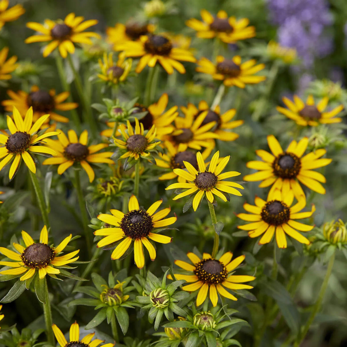 Sonnenhut ‘Little Goldstar’ - Goldgelb den ganzen Sommer