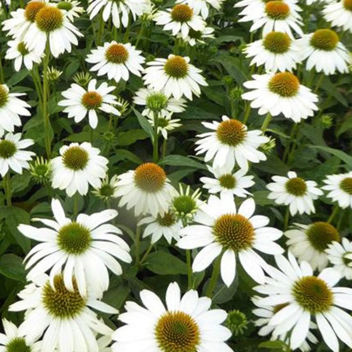 Sonnenhut ‘Pow Wow White’ - Reinweiß, blüht monatelang