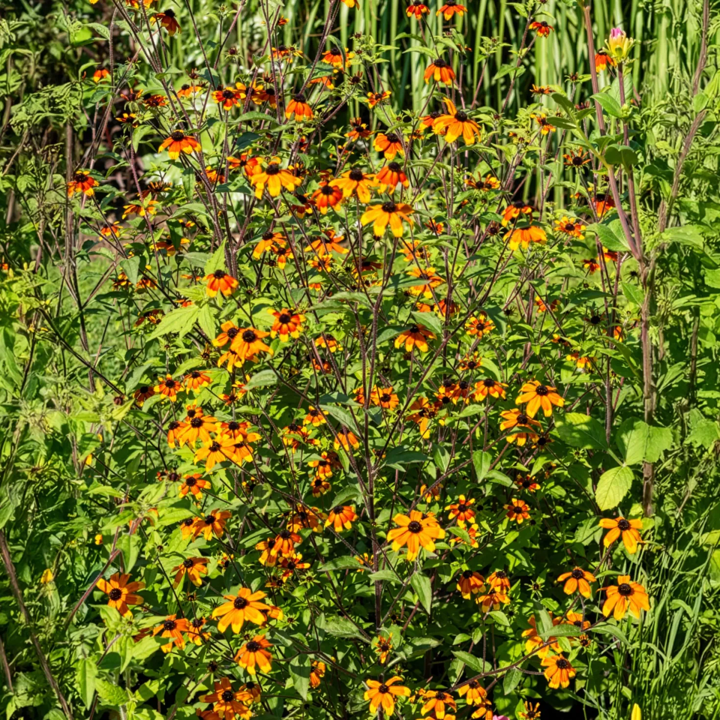 Sonnenhut Prairie Glow - Farbfeuerwerk bis in den Herbst