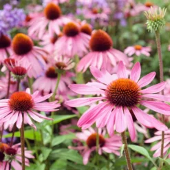 Sonnenhut ‘Rubinstern’ - Rubinrote Blüten den ganzen Sommer