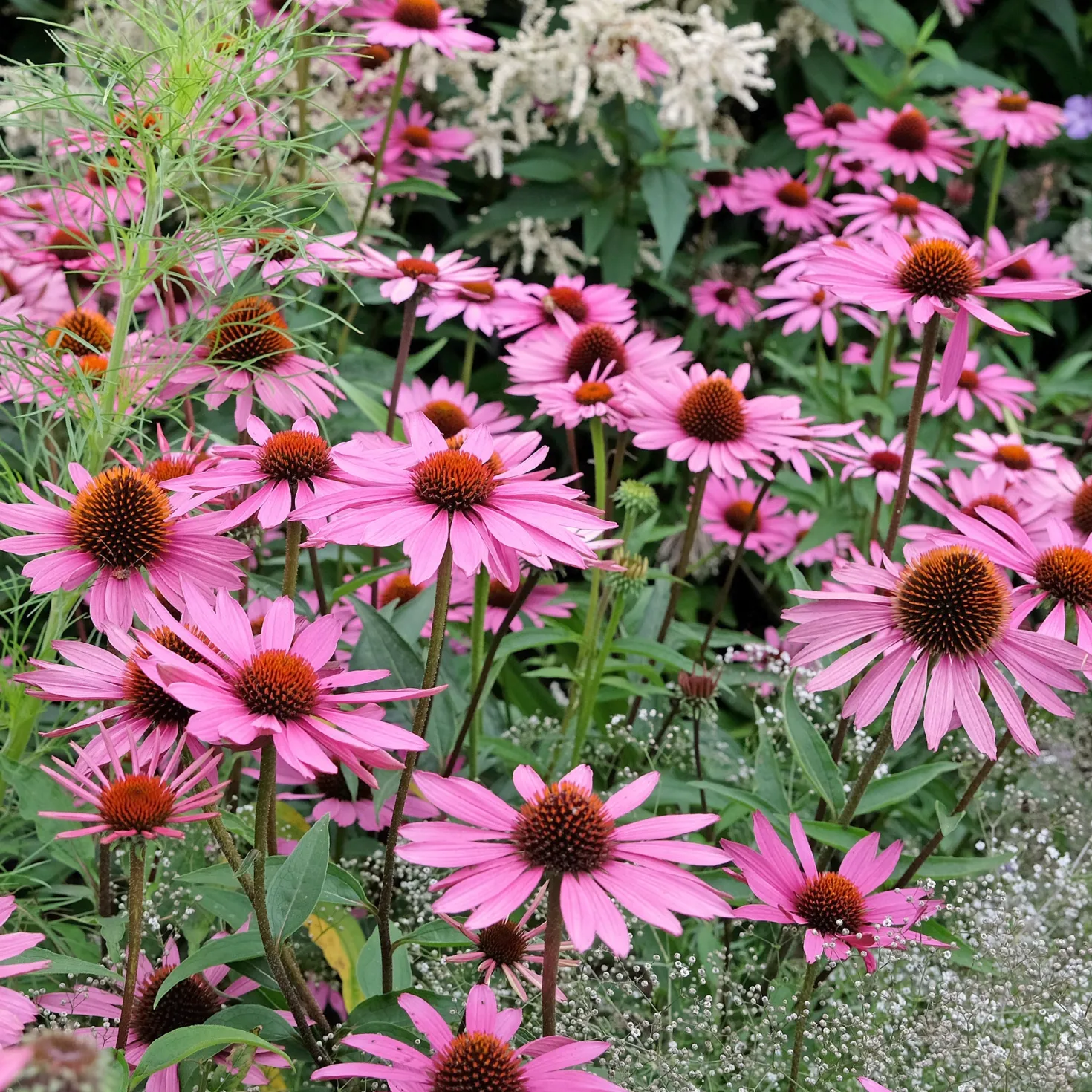 Sonnenhut ‘Rubinstern’ - Rubinrote Blüten den ganzen Sommer