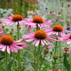 Sonnenhut ‘Rubinstern’ - Rubinrote Blüten den ganzen Sommer
