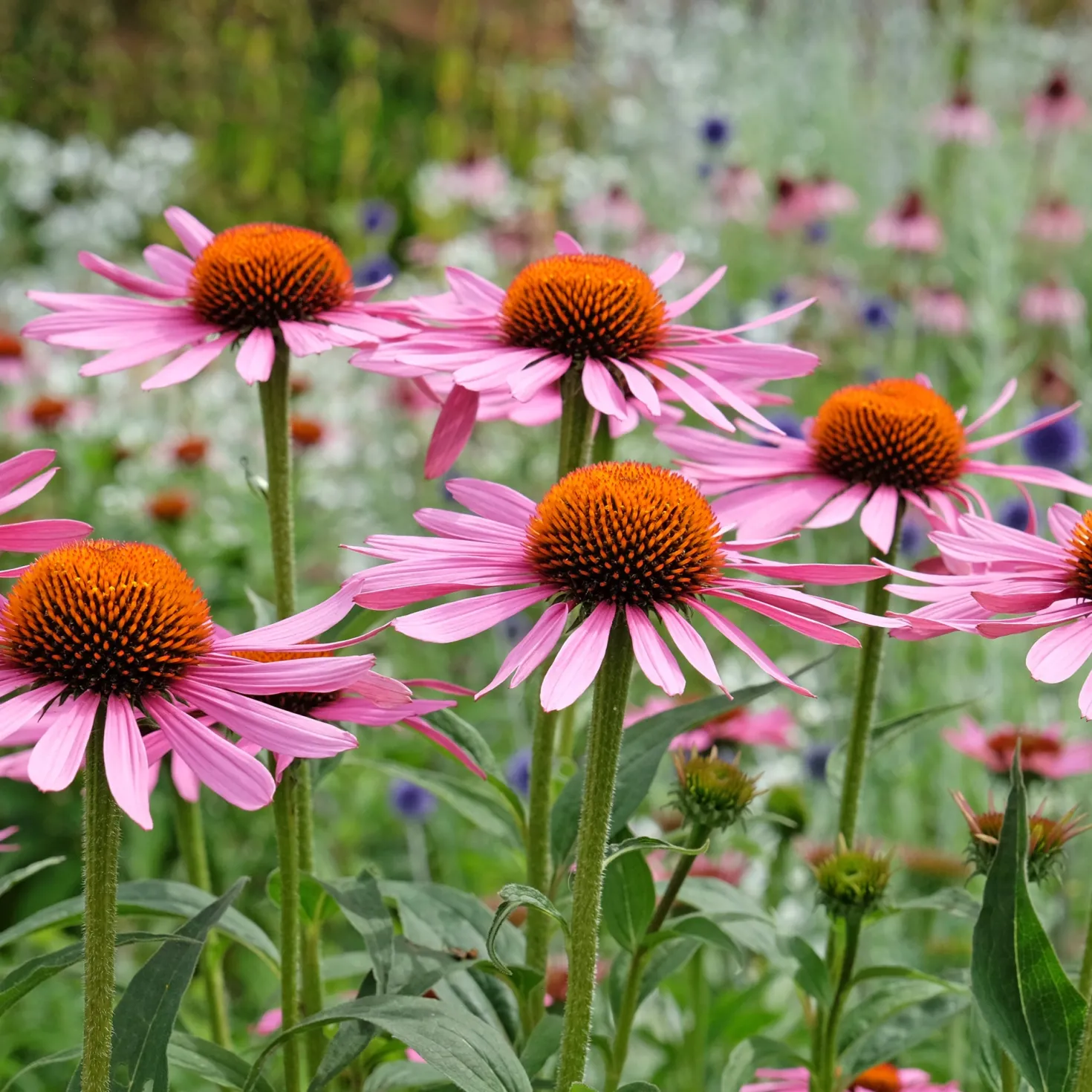 Sonnenhut ‘Rubinstern’ - Rubinrote Blüten den ganzen Sommer