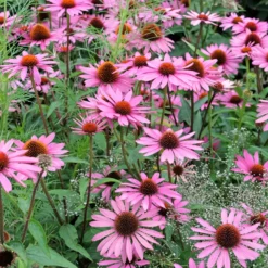 Sonnenhut ‘Rubinstern’ - Rubinrote Blüten den ganzen Sommer