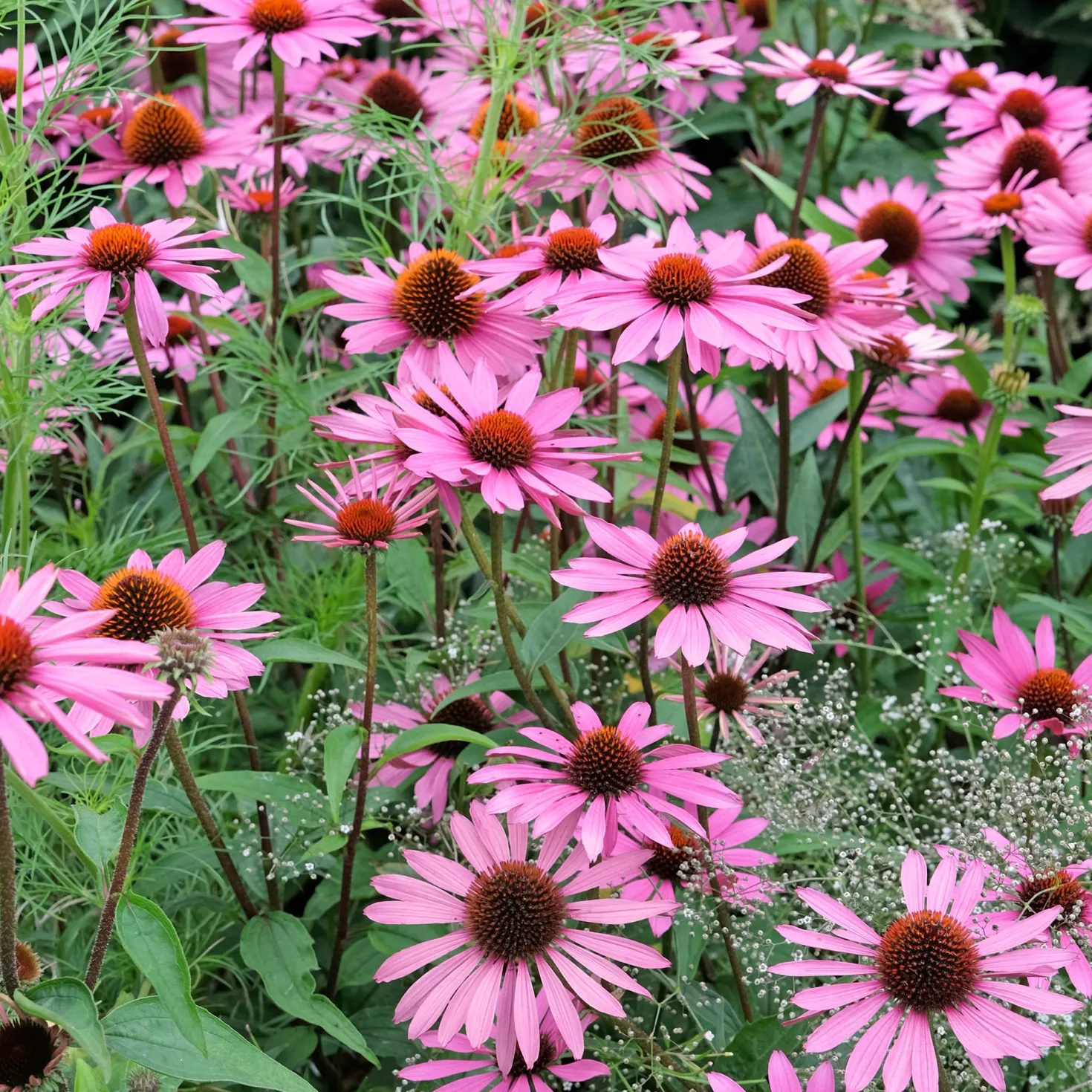 Sonnenhut ‘Rubinstern’ - Rubinrote Blüten den ganzen Sommer