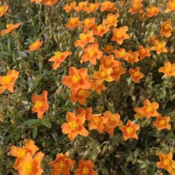 Sonnenröschen 'Bronzeteppich' - Oranger Blütenteppich für die Sonne