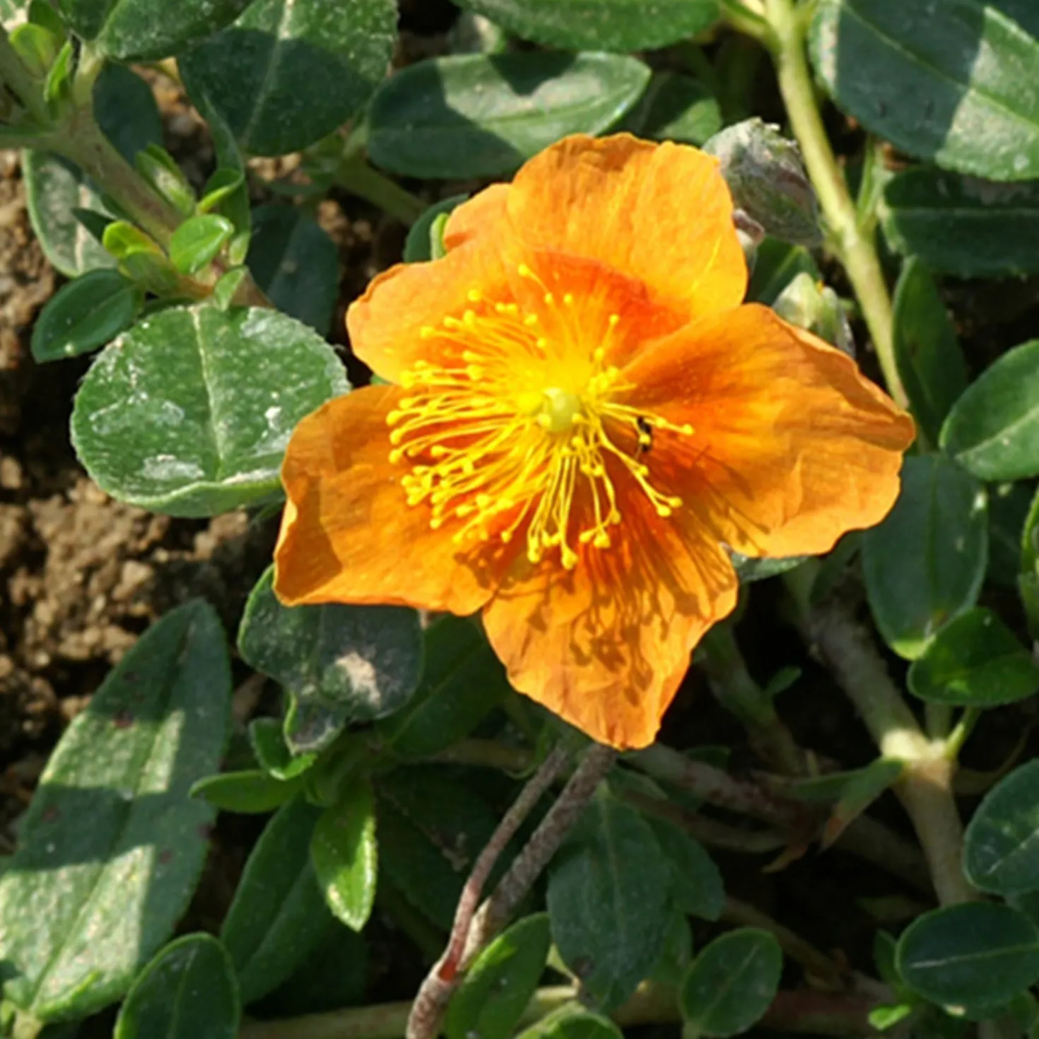 Sonnenröschen 'Bronzeteppich' - Oranger Blütenteppich für die Sonne