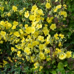 Sonnenröschen 'Golden Queen' - Goldener Blütenteppich