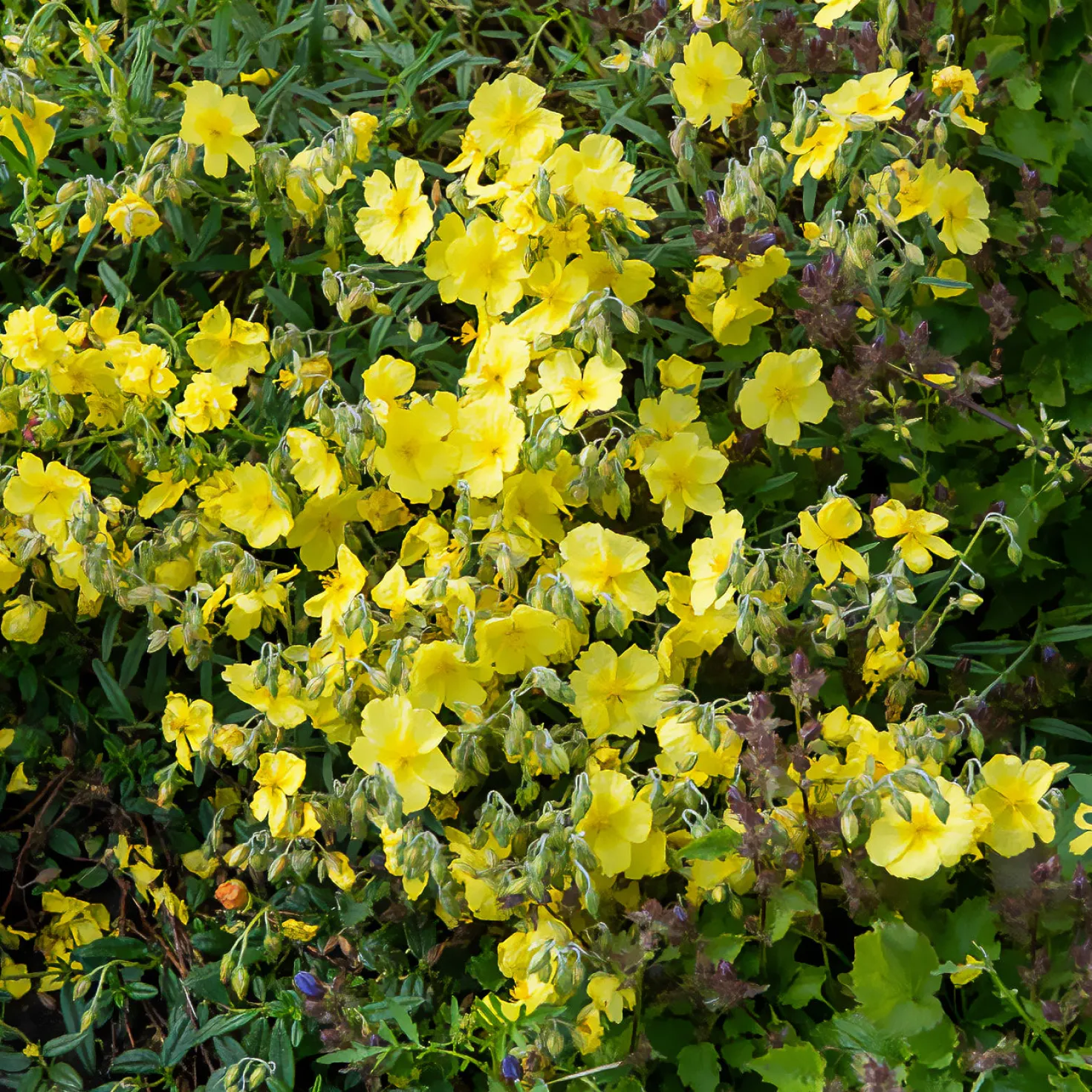 Sonnenröschen 'Golden Queen' - Goldener Blütenteppich