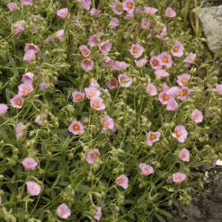 Sonnenröschen 'Lawrenson´s Pink' - Rosa Blütenteppich im Nu