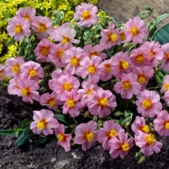 Sonnenröschen 'Lawrenson´s Pink' - Rosa Blütenteppich im Nu