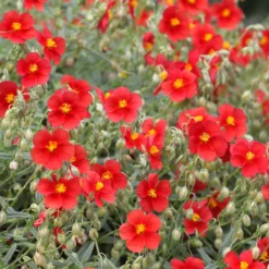 Sonnenröschen rot - Roter Blütenteppich im Nu