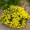 Sonnenröschen Wisley Primrose - Sonnengelb ganz einfach
