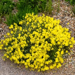 Sonnenröschen Wisley Primrose - Sonnengelb ganz einfach