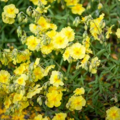 Sonnenröschen Wisley Primrose - Sonnengelb ganz einfach