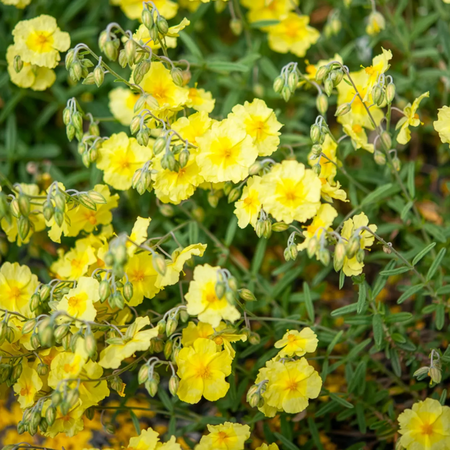 Sonnenröschen Wisley Primrose - Sonnengelb ganz einfach