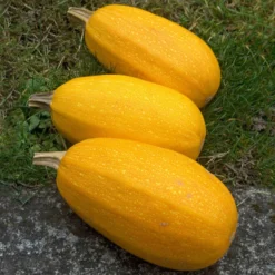 Spaghetti-Kürbis - Nudeln aus dem Garten