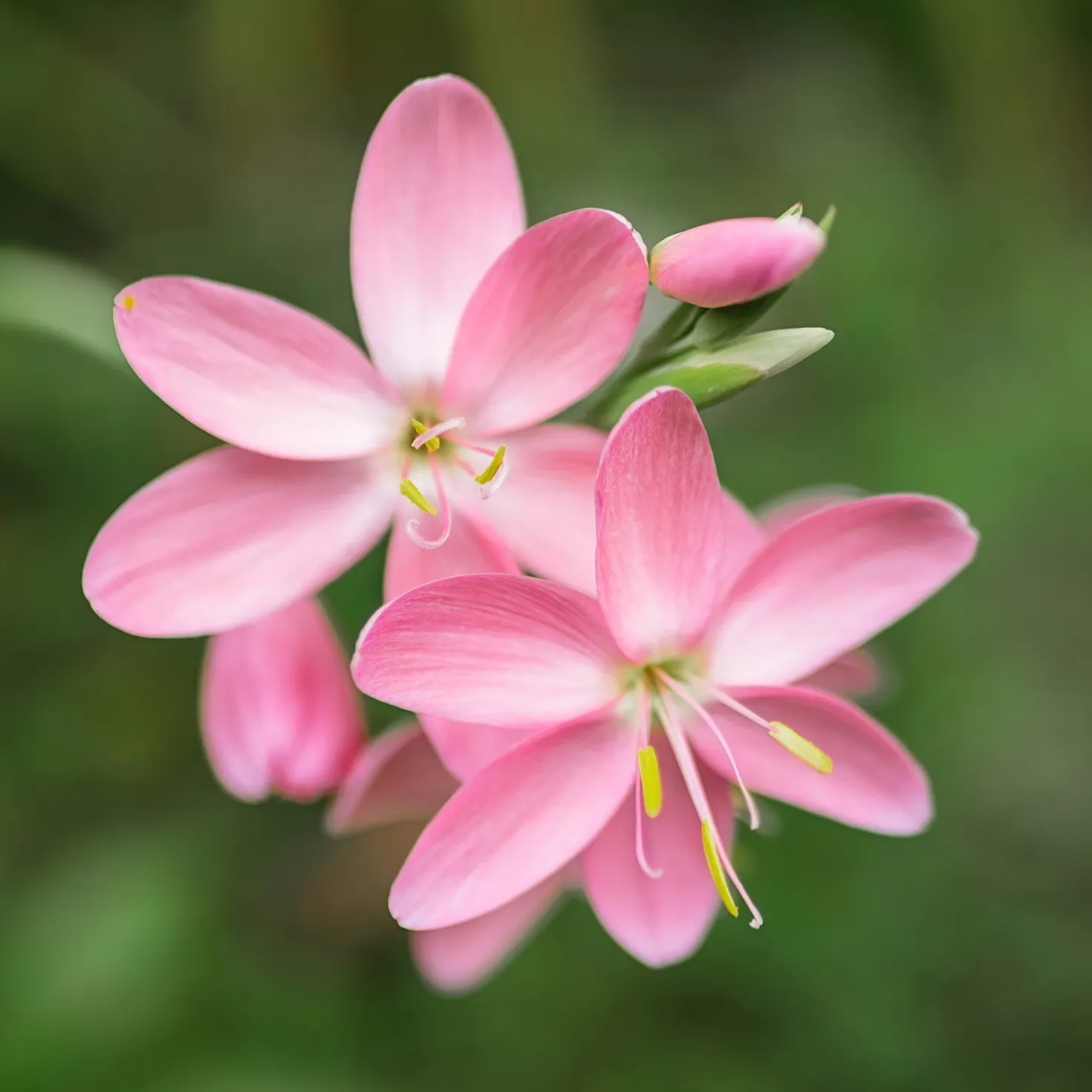Spaltgriffel Pink Butterflies - Blüht wenn andere ruhen