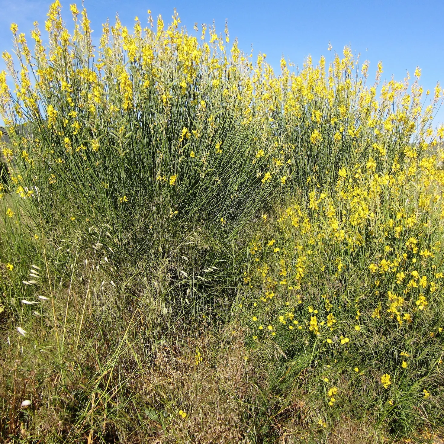 Spanischer Ginster - Sonnengelb den ganzen Sommer