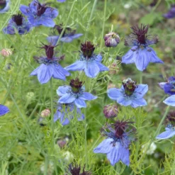 Spanischer Schwarzkümmel 'Midnight' - Tiefblau, wild und bienenfreundlich